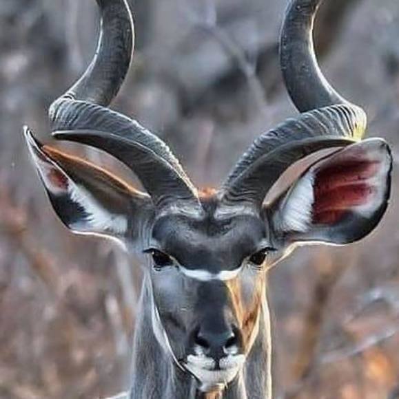 larrybeerer